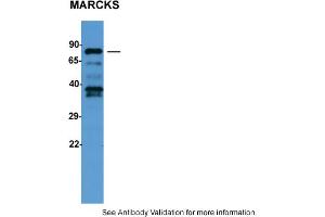 Image no. 2 for anti-Myristoylated Alanine-Rich Protein Kinase C Substrate (MARCKS) (C-Term) antibody (ABIN786132) (MARCKS anticorps  (C-Term))