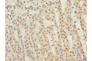 Immunohistochemistry of paraffin-embedded human adrenal gland tissue using ABIN7165927 at dilution of 1:100
