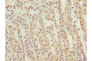 Immunohistochemistry of paraffin-embedded human adrenal gland tissue using ABIN7165927 at dilution of 1:100 (CPI-17 anticorps  (Regulatory Subunit 14A))