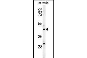 Western blot analysis in mouse testis tissue lysates (35ug/lane). (STAMBPL1 anticorps  (AA 135-163))