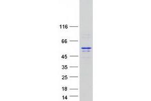 Validation with Western Blot