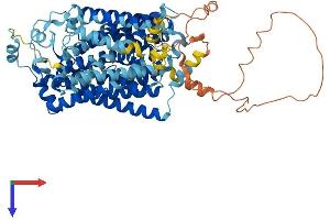 AlphaFold protein structure predicition of Mouse Recombinant Slc5a3 Protein, UniprotID Q9JKZ2