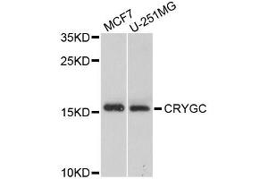 Western blot analysis of extracts of various cell lines, using CRYGC antibody (ABIN5995734) at 1/1000 dilution. (CRYGC anticorps)