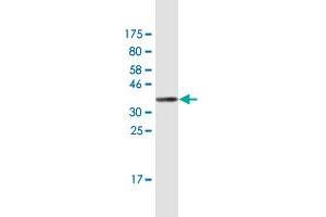 Western Blot detection against Immunogen (36.