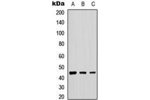 Western blot analysis of B4GALT2 expression in A549 (A), NS-1 (B), PC12 (C) whole cell lysates. (B4GALT2 anticorps  (C-Term))
