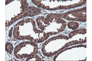 Image no. 11 for anti-Proteasome Subunit alpha 6 (PSMA6) antibody (ABIN1500465)