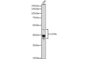 Western blot analysis of extracts of Raji cells, using CD79a antibody (ABIN1679100, ABIN3015116, ABIN3015118 and ABIN6213808) at 1:1000 dilution.