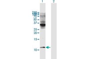 Western Blot analysis of COX6C expression in transfected 293T cell line by COX6C MaxPab polyclonal antibody. (COX6C anticorps  (AA 1-75))