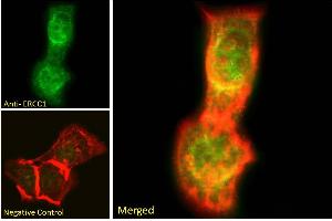ABIN6391360 Immunofluorescence analysis of paraformaldehyde fixed A431 cells, permeabilized with 0. (ERCC1 anticorps  (Internal Region))