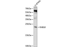 Western blot analysis of extracts of U-87MG cells, using R antibody (ABIN1682420, ABIN3018951, ABIN3018952 and ABIN6220641) at 1:1000 dilution.