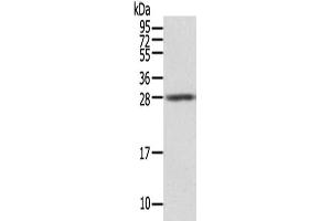 Gel: 12 % SDS-PAGE,Lysate: 40 μg,Primary antibody: ABIN7131243(STX8 Antibody) at dilution 1/500 dilution,Secondary antibody: Goat anti rabbit IgG at 1/8000 dilution,Exposure time: 5seconds (STX8 anticorps)