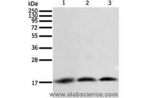 Western blot analysis of A431, Jurkat and hela cell, using BIRC5 Polyclonal Antibody at dilution of 1:400 (Survivin anticorps)
