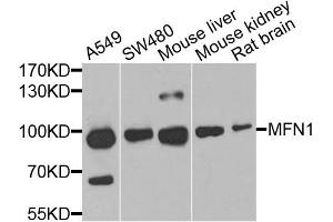 Western blot analysis of extracts of various cell lines, using MFN1 antibody. (MFN1 anticorps)