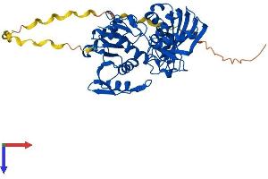AlphaFold protein structure predicition of Human Recombinant GAPDHS Protein, UniprotID O14556