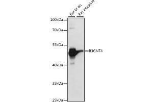 Western blot analysis of extracts of various cell lines, using B3GNT4 antibody (ABIN7265875) at 1:1000 dilution.