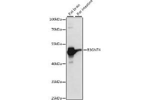 Western blot analysis of extracts of various cell lines, using B3GNT4 antibody (ABIN7265875) at 1:1000 dilution. (B3GNT4 anticorps  (AA 165-305))