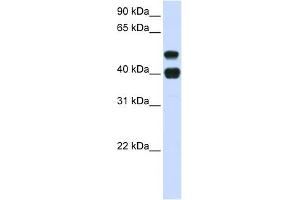 USP22 antibody used at 1 ug/ml to detect target protein.