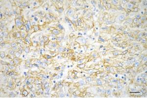 anti-Flotillin 1 (FLOT1) antibody