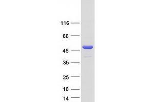 Validation with Western Blot