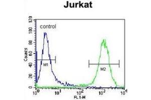 Flow cytometric analysis of Jurkat cells using LRP12 / ST7 Antibody (C-term) Cat. (LRP12 anticorps  (C-Term))