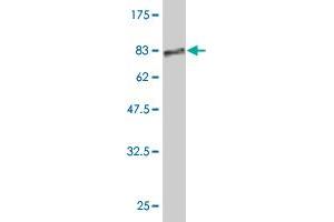 Western Blot detection against Immunogen (72.