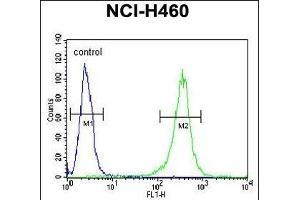 FA49A Antibody (N-term) (ABIN651554 and ABIN2840298) flow cytometric analysis of NCI- cells (right histogram) compared to a negative control cell (left histogram). (FAM49A anticorps  (N-Term))