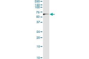 Immunoprecipitation of TP53 transfected lysate using mouse monoclonal anti-TP53 and Protein A Magnetic Bead (TP53 (Humain) IP-WB Antibody Pair)