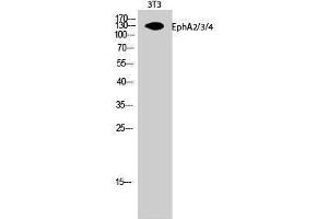 Western Blotting (WB) image for anti-EPH Receptor A2/3/4 (EPHA2/3/4) (Lys14) antibody (ABIN3174970) (EPHA2/3/4 anticorps  (Lys14))