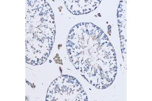 Immunohistochemistry of paraffin-embedded Mouse testis using FD Rabbit pAb (ABIN7267116) at dilution of 1:50 (20x lens). (FAM3D anticorps  (AA 24-204))
