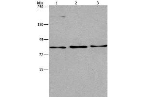 Western Blot analysis of Raji, 293T and PC3 cell using AGO4 Polyclonal Antibody at dilution of 1:450 (AGO4 anticorps)