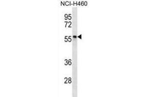Western Blotting (WB) image for anti-phosphorylated Adaptor For RNA Export (PHAX) antibody (ABIN2996978) (PHAX anticorps)