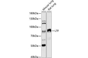 Western blot analysis of extracts of various cell lines, using LTF antibody (ABIN6131498, ABIN6143382, ABIN6143383 and ABIN6216705) at 1:3000 dilution.