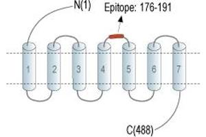 anti-Histamine Receptor H1 (HRH1) (AA 176-191), (Extracellular Loop) antibody (FITC)