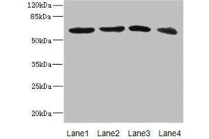 Western blot All lanes: RGS14 antibody at 3. (RGS14 anticorps  (AA 230-510))