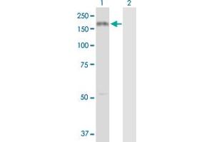 Western Blot analysis of COL3A1 expression in transfected 293T cell line by COL3A1 MaxPab polyclonal antibody.