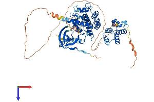 AlphaFold protein structure predicition of Mouse Recombinant Ripk2 Protein, UniprotID P58801