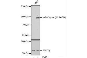 Western blot analysis of extracts of 293T cells using Phospho-PKC (pan) (βII Ser660) Polyclonal Antibody at dilution of 1:1000. (PKC anticorps  (pSer660))