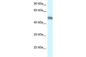 Western Blot showing Wdr8 antibody used at a concentration of 1. (WDR8 anticorps  (N-Term))