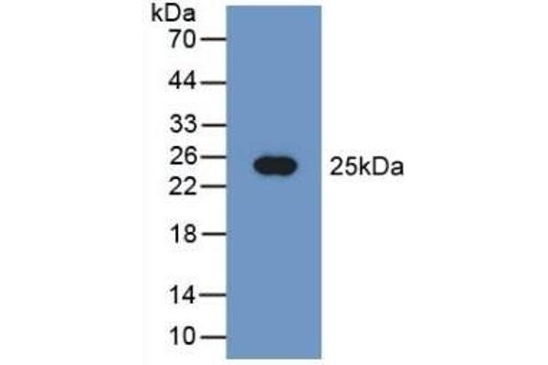 PEBP1 抗体  (AA 2-187)