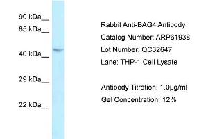 Western Blotting (WB) image for anti-BCL2-Associated Athanogene 4 (BAG4) (C-Term) antibody (ABIN2788953) (BAG4 anticorps  (C-Term))