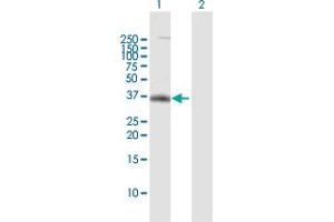 Western Blot analysis of P2RY1 expression in transfected 293T cell line by P2RY1 MaxPab polyclonal antibody.