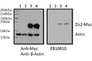 Western Blotting (WB) image for anti-ZIC2 (ZIC2) (AA 520-531) antibody (ABIN1105113) (ZIC2 anticorps  (AA 520-531))