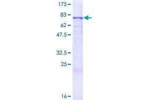 Image no. 1 for Angiopoietin-Like 3 (ANGPTL3) (AA 17-460) protein (GST tag) (ABIN1345053)