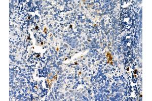 ABIN7093190 and ABIN7097195 at 1/100 staining Rat spleen tissue by IHC-P. (ELANE anticorps  (C-Term))