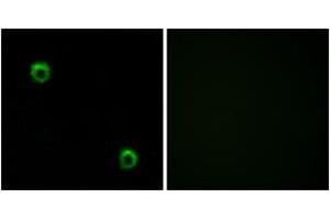 Immunofluorescence (IF) image for anti-Frizzled Family Receptor 2 (FZD2) (AA 201-250) antibody (ABIN2890779) (FZD2 anticorps  (AA 201-250))