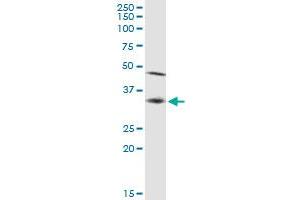 SSR1 MaxPab polyclonal antibody. (SSR1 anticorps  (AA 1-286))