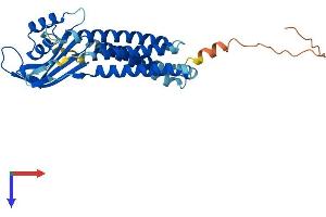 AlphaFold protein structure predicition of Mouse Recombinant Duoxa2 Protein, UniprotID Q9D311