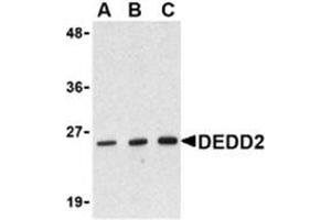 Western blot analysis of DEDD2 in RAW264. (DEDD2 anticorps)
