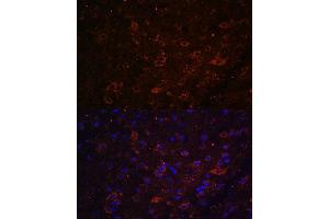 Immunofluorescence analysis of mouse brain using FSTL5 antibody (ABIN7267229) at dilution of 1:100. (FSTL5 anticorps  (AA 21-250))