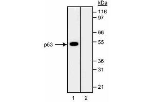 Western blot analysis of p53 in CEM human leukemia cell lysates. (p53 anticorps)
